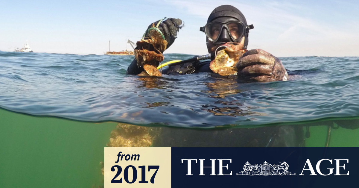 Victoria's only native oysters to make their comeback to clean bay